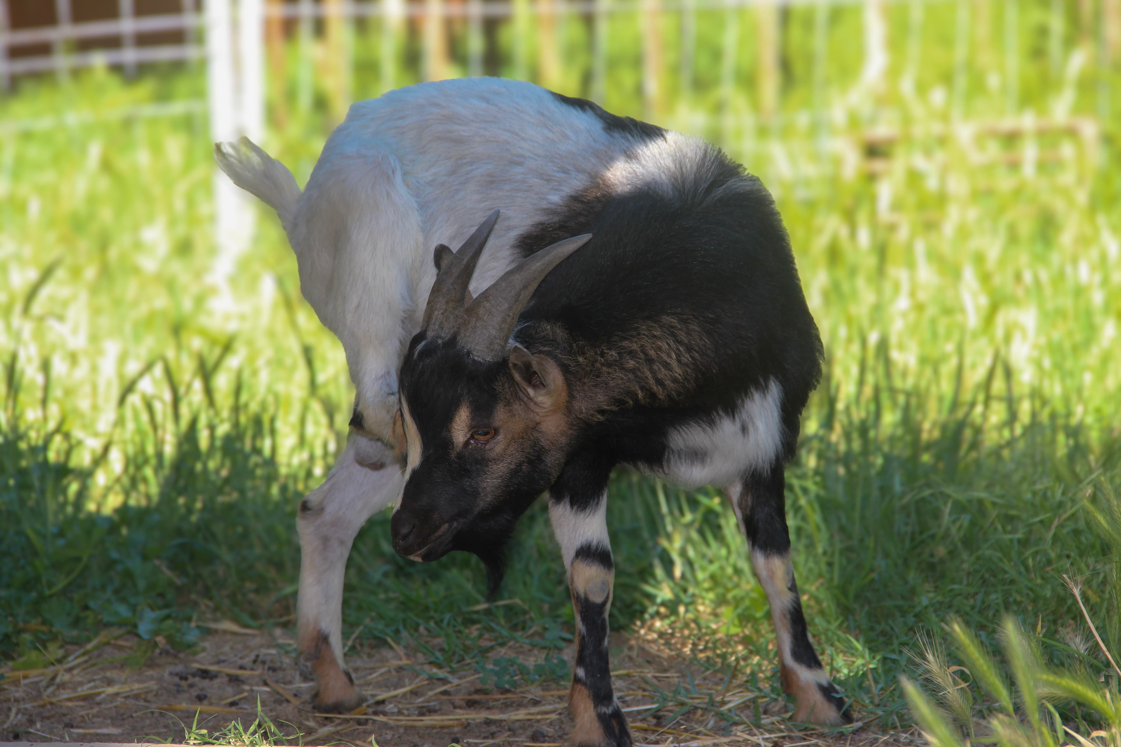 BAOBAB thumbnail 2