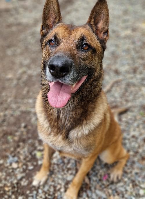 Photo principale de SPARKS