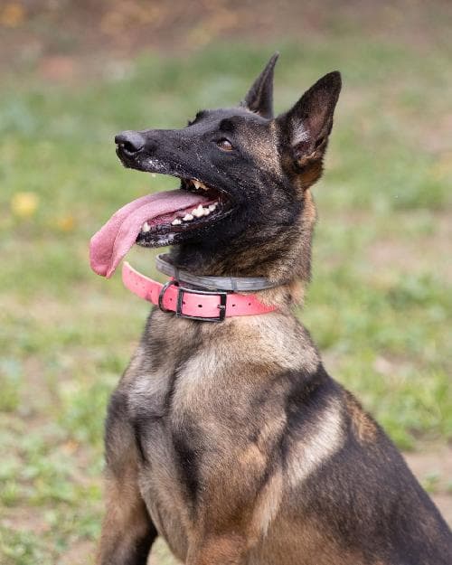 Photo principale de LAIKA