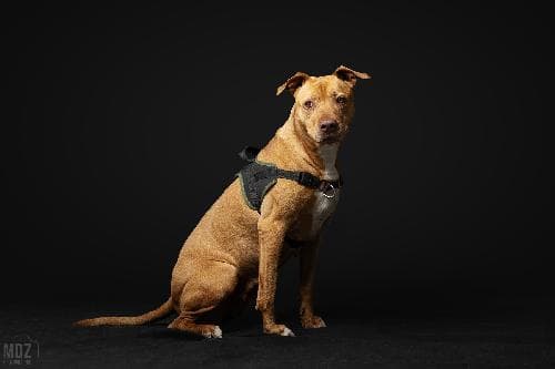 Main photo of NALA