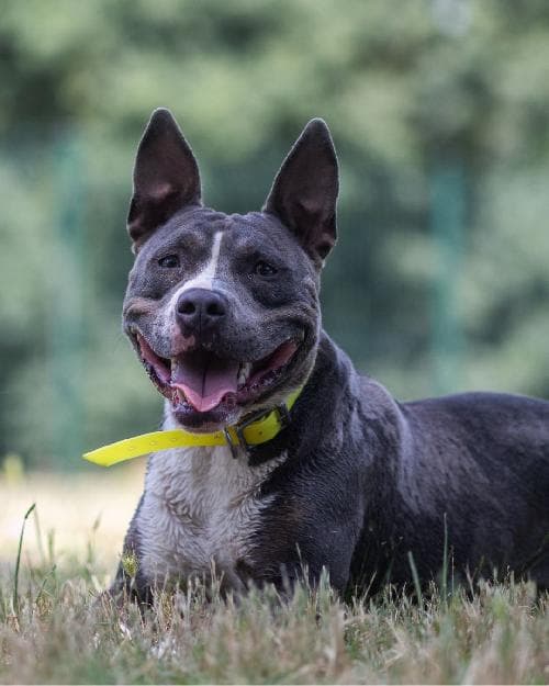 Photo principale de U'SHARKO