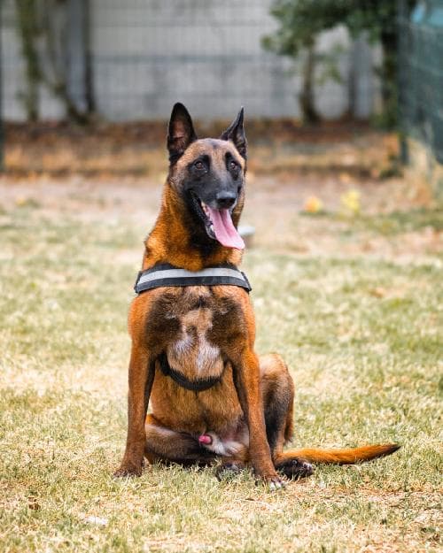 Photo principale de THEO DU ROYAUME D'UBAC