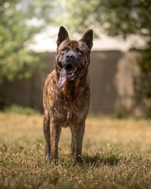 Photo principale de YASUKE