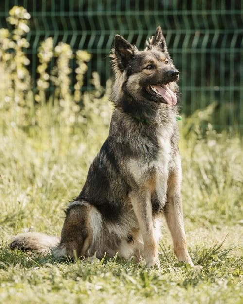 Photo principale de SIMBA