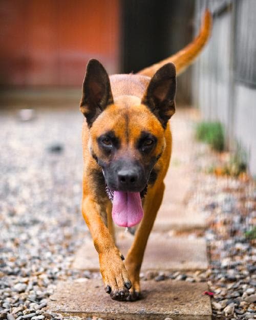 Photo principale de ORKO