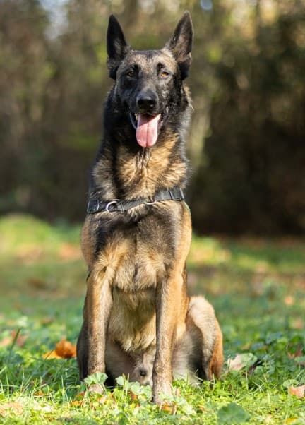 Photo principale de SULTAN