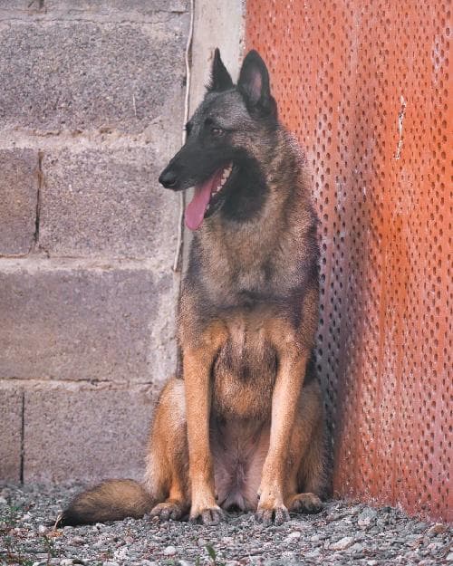 Photo principale de ULTIMA / OHANA