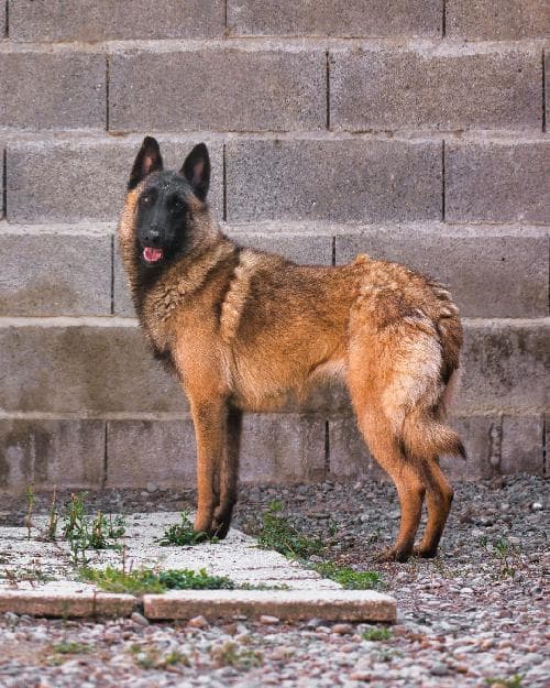 Photo principale de UNIKA