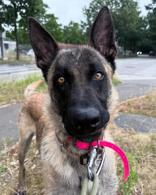 Photo principale de FENIX / REX