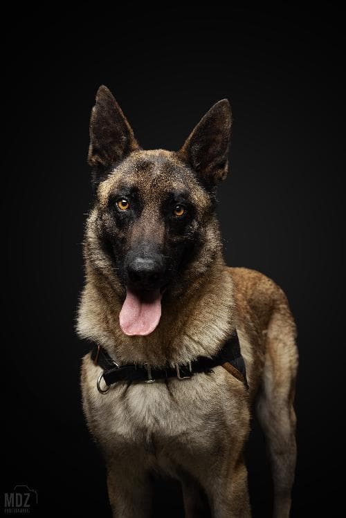 Main photo of FENIX / REX