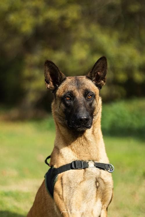 Photo principale de SLAM DES PAS DES BÊTES