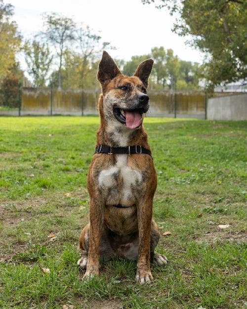 Photo principale de CANAILLE