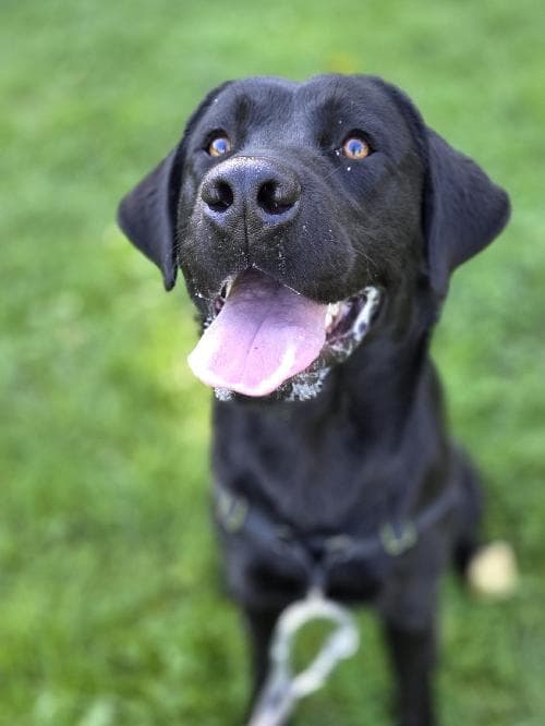 Photo principale de VOLT