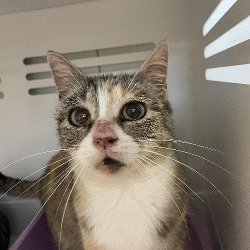 Photo principale de LIMA