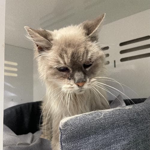 Photo principale de YANG