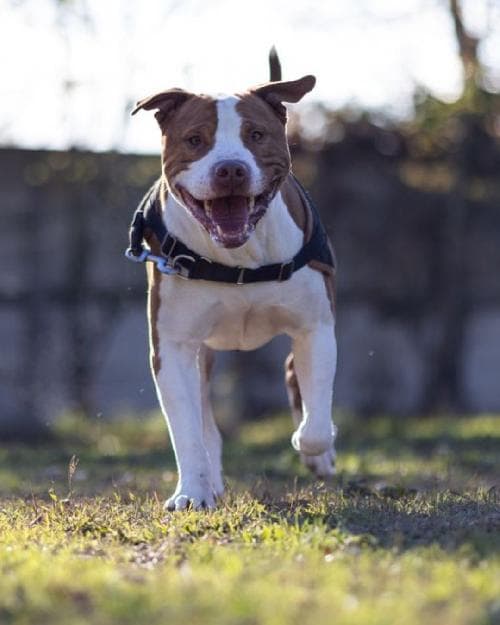 Photo principale de MAC