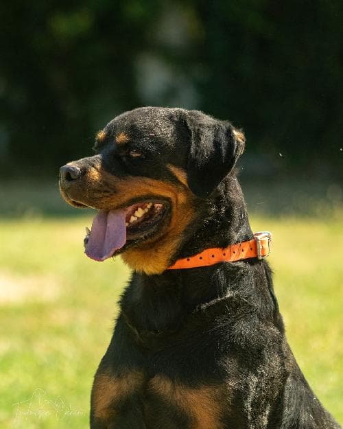 Photo principale de TYSON