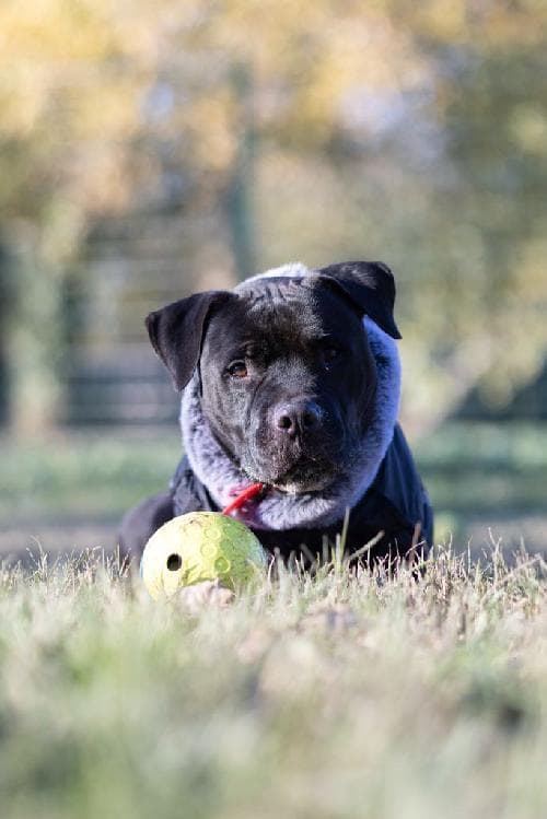 Photo principale de PIKI