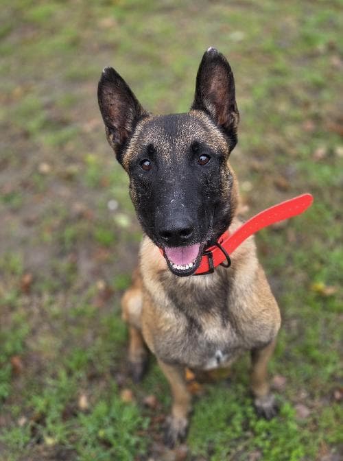 Photo principale de S'RINTINTIN