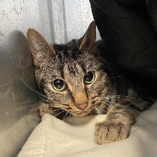 Photo principale de RAJAH