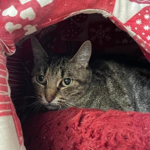 Photo principale de PENNY