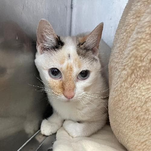 Photo principale de SINA