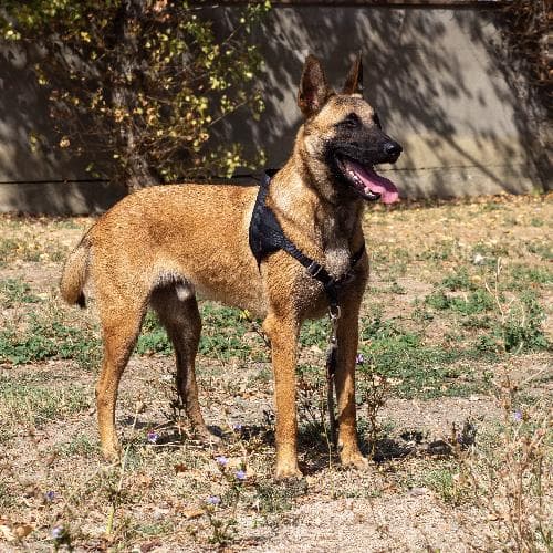 Main photo of APOLLON