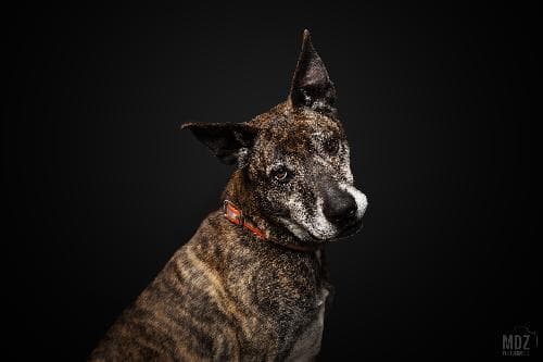Main photo of TITUS