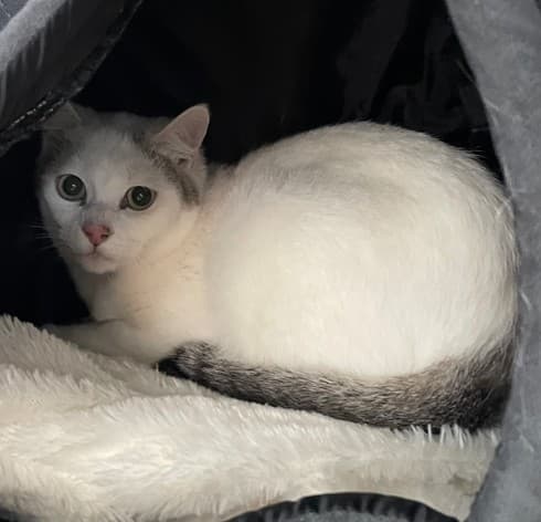 Photo principale de MARCELLIN