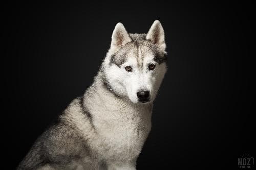 Main photo of PUMBA