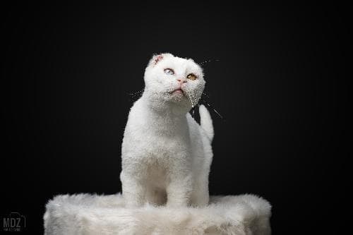Main photo of OREILLETTE