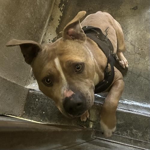 Photo principale de LOUSTIC