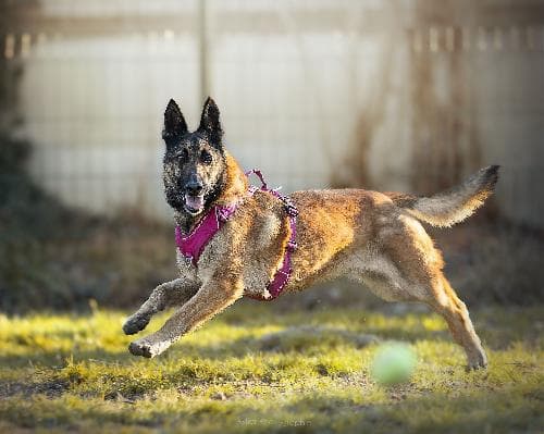 Photo principale de TINA