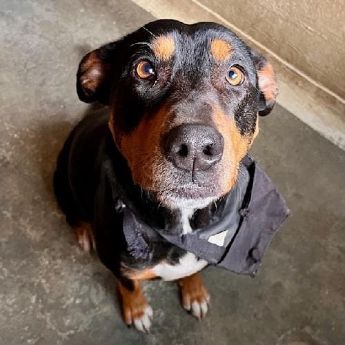 Photo principale de NIKITA