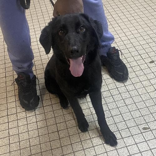 Photo principale de BUDDY