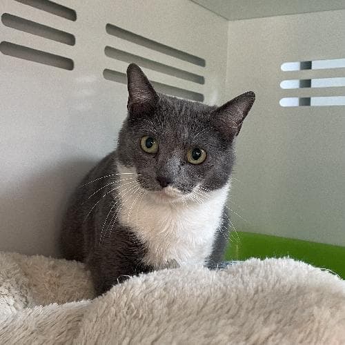 Photo principale de LYS