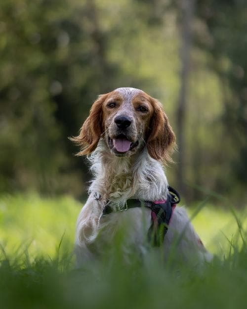 Photo principale de PLUTO