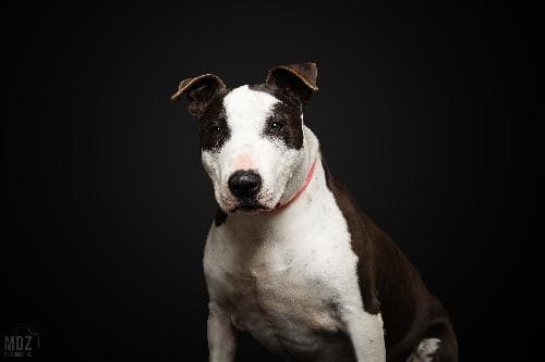 Main photo of FERGUS / PAKO