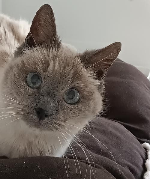 Photo principale de JULIA