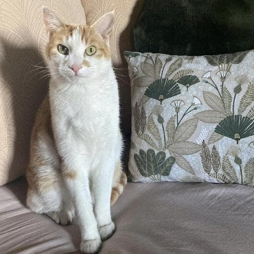 Photo principale de HERVE