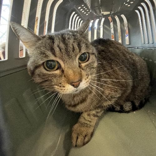 Photo principale de LOCKY