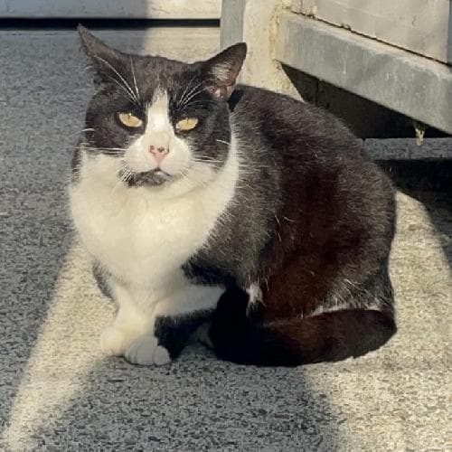 Photo principale de NESSIM