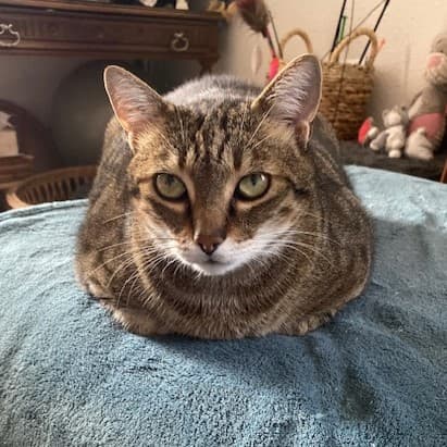 Photo principale de TIGROU