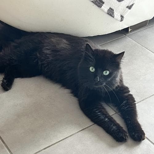 Photo principale de CRUSH