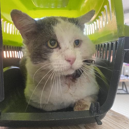 Photo principale de BONSAI