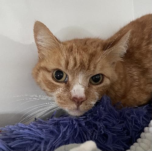 Photo principale de PELUCHE