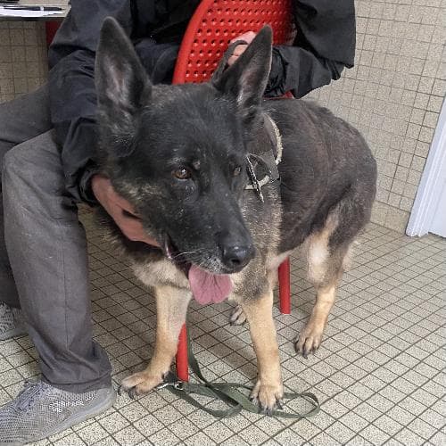 MIYA DU BERGER DU LANGUEDOC