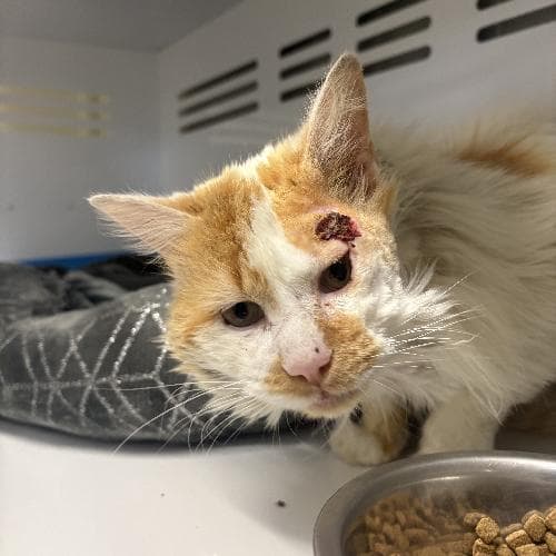 Photo principale de VERON