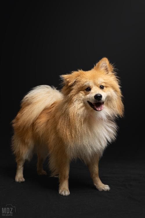 Main photo of AIKO