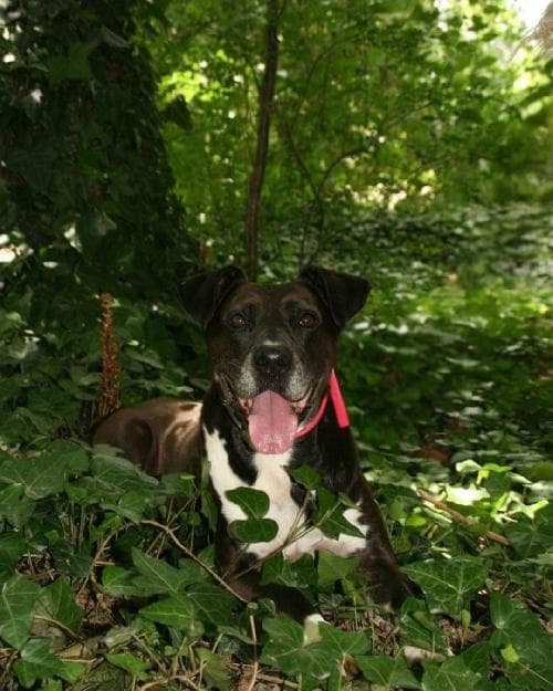 Main photo of CHICO
